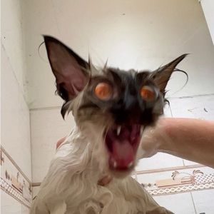 Meet your Posher, Lily